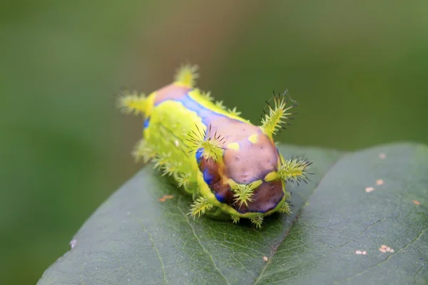 Thorn güve larva — Stok fotoğraf