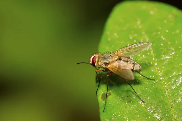 Closeup of flesh fly — Stock Photo, Image