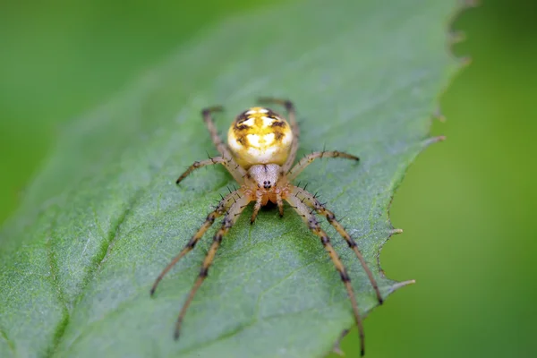 Spider — Stock Photo, Image