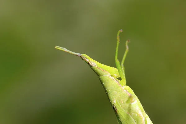 메뚜기 머리 — 스톡 사진