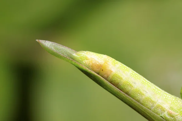 蝗虫的尾巴 — 图库照片