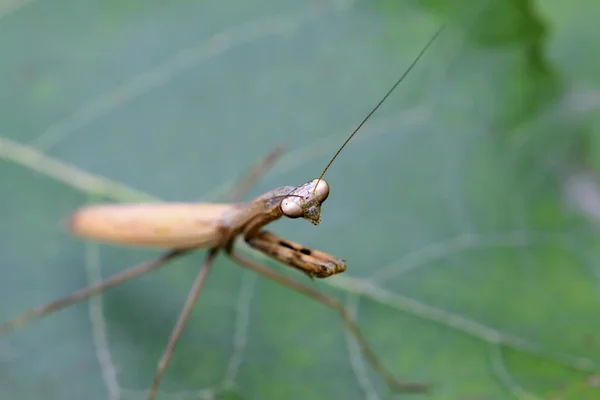 Primer plano de la mantis marrón —  Fotos de Stock