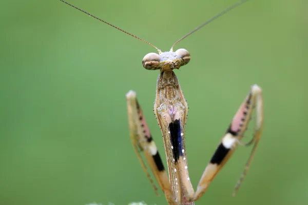 Primer plano de la mantis marrón — Foto de Stock