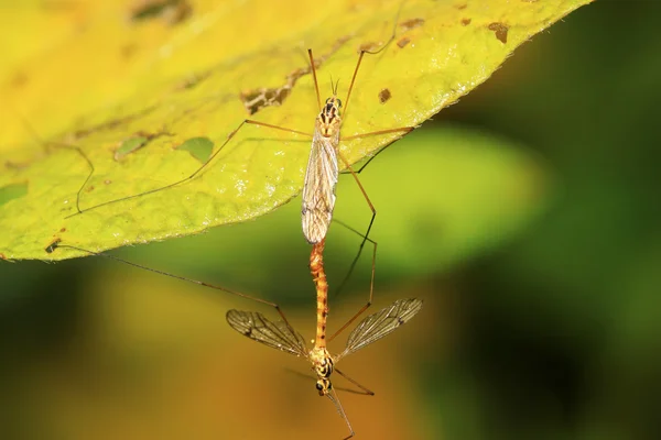Mosquitos insectos apareamiento en hoja verde —  Fotos de Stock