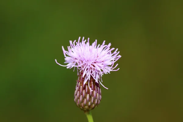 Cardo, asteraceae hojas de plantas —  Fotos de Stock