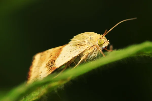 Insectos polilla — Foto de Stock