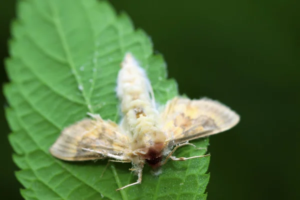 Dode nachtvlinder insecten — Stockfoto