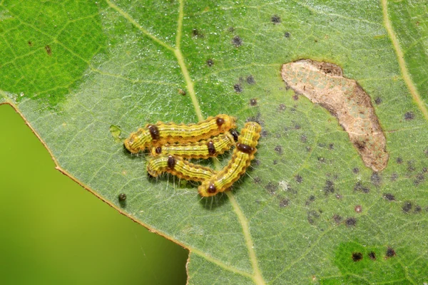 緑の葉にかわいい毛虫 — ストック写真