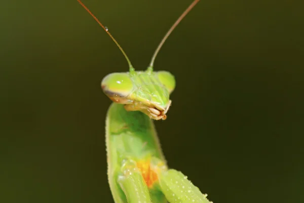 Tenodera богомола — стоковое фото