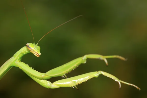 Tenodera mantis — Foto de Stock