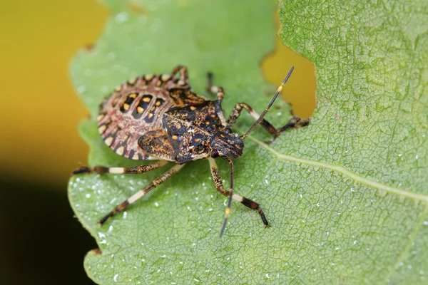 Stinkbug larvy na zelený list — Stock fotografie