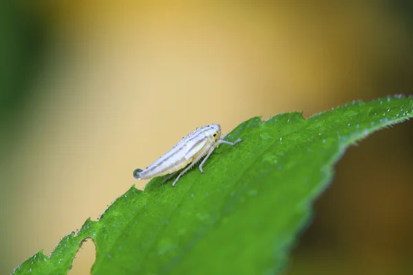 Leafhopper — стокове фото