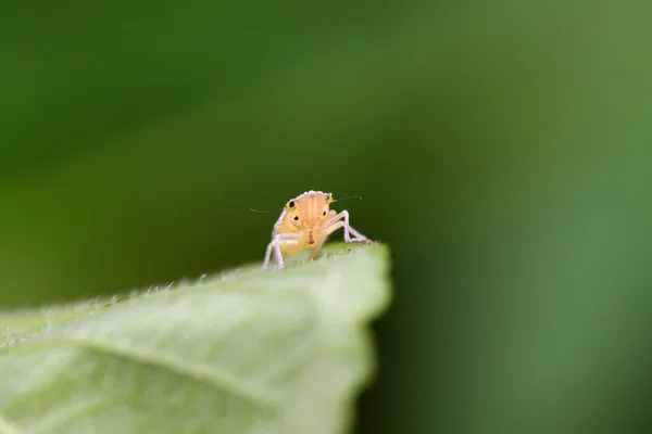Leafhopper — 스톡 사진