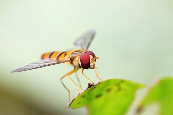 Syrphidae — Stock Photo, Image