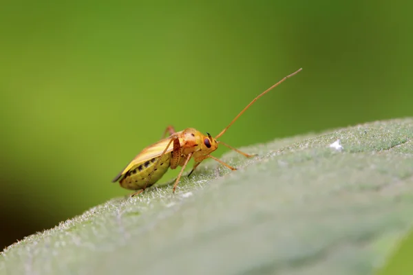 Stinkbug на зеленый лист — стоковое фото