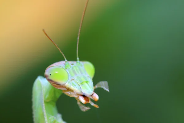 Kudlanka hlavy v přírodě — Stock fotografie