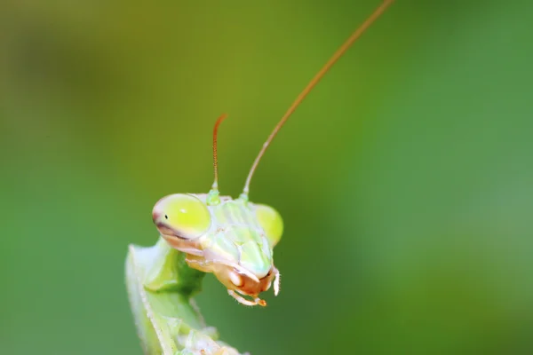 Cabeza de mantis en la naturaleza — Foto de Stock