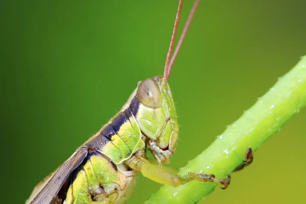 Locusts on green leaf in the wild — Stock Photo, Image