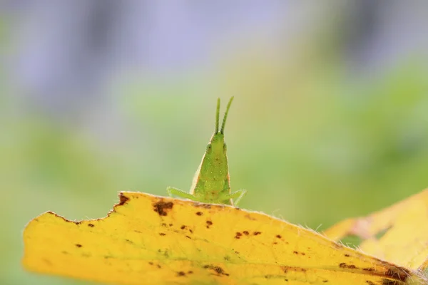 Locust on yellow leaf — Stock Photo, Image