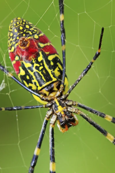 Spider — Stock Photo, Image