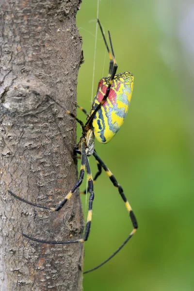 Spider — Stock Photo, Image