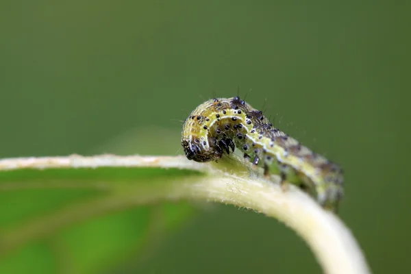 Güve böcekler — Stok fotoğraf