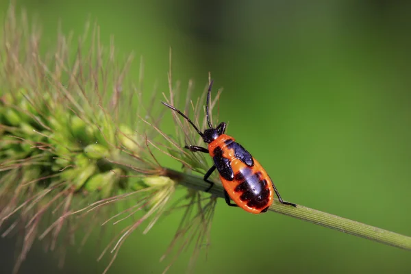 Stinkbug — Stock fotografie