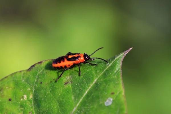 Stinkbug — стоковое фото