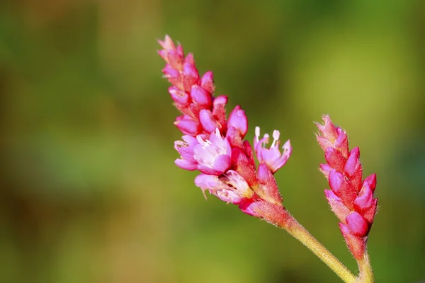 Virágok piros smartweed — Stock Fotó