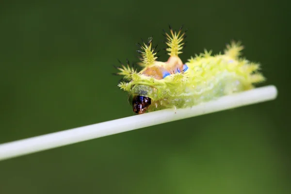Thorn nachtvlinder larven — Stockfoto