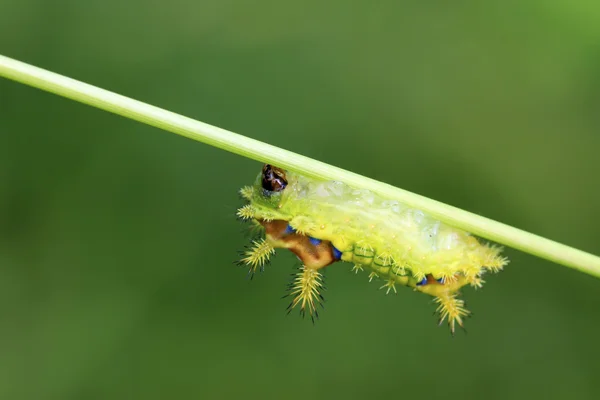 Thorn güve larva — Stok fotoğraf