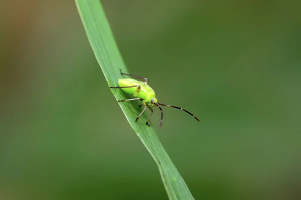 Green stinkbug larvae on green leaf — Stock Photo, Image