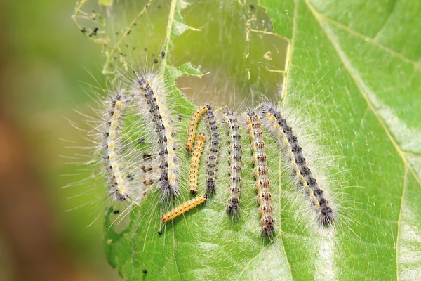 Schattig rups op groen blad — Stockfoto