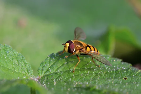 Syrphidae insects — Stock Photo, Image