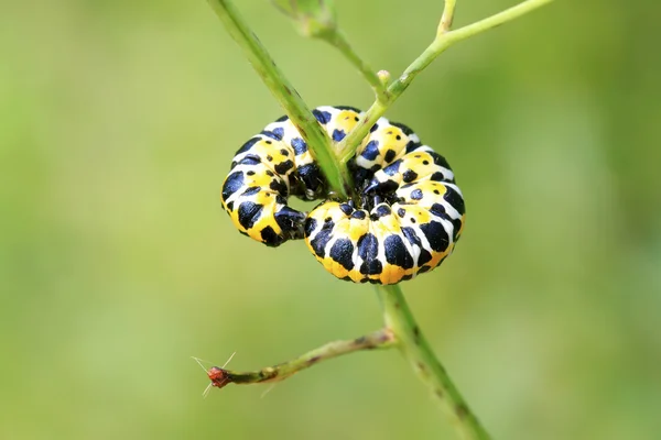 Lattuga falena invernale su foglia verde — Foto Stock