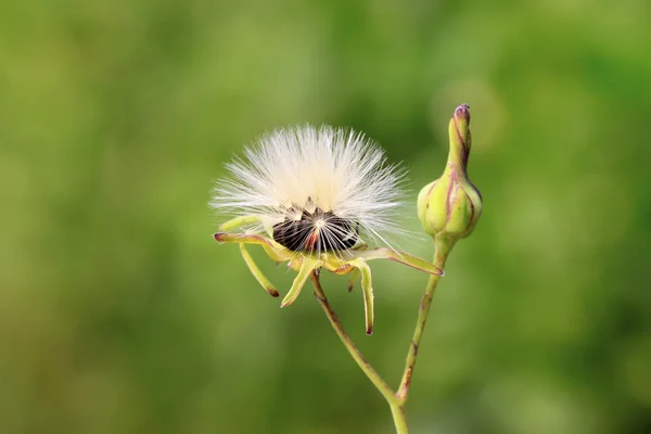 ixeris chinensis tohumları