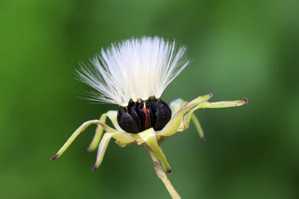 ニガナ成虫種子 — ストック写真