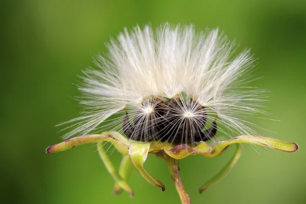 ixeris chinensis tohumları