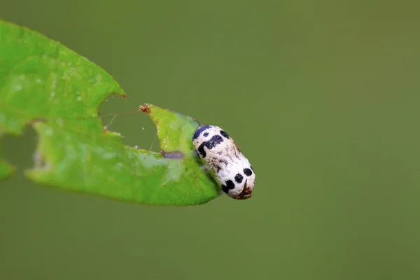 Pupa shell — Stock Photo, Image