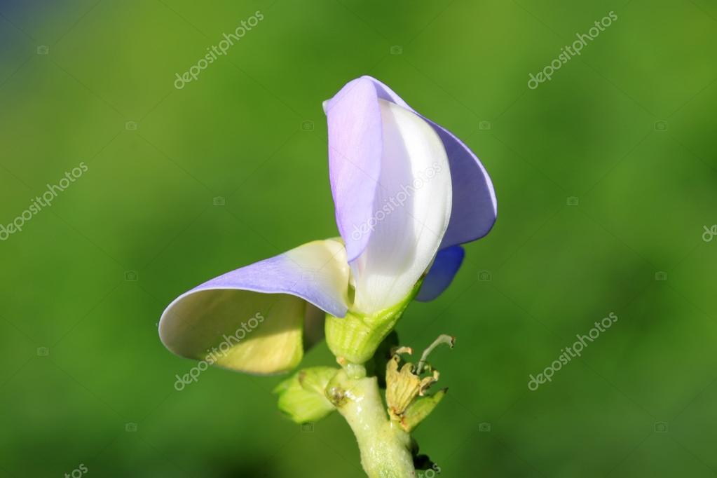 Leguminous plant flowers — Stock Photo © zhangyuangeng 59574121