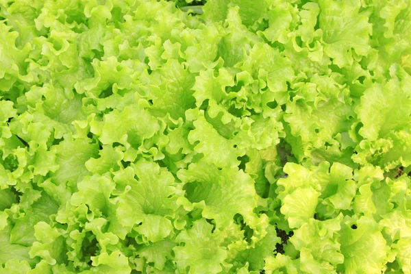 Dichte Salatbepflanzung auf dem Feld — Stockfoto