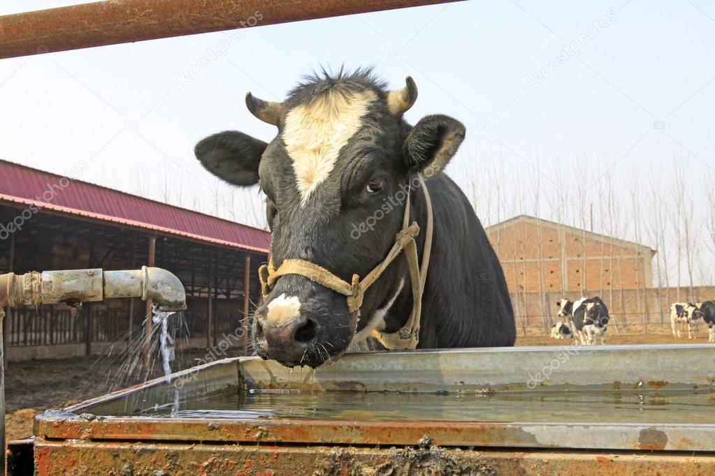 cows in a farm, livestock breeding industry