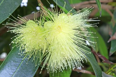 su syzygium çiçekler