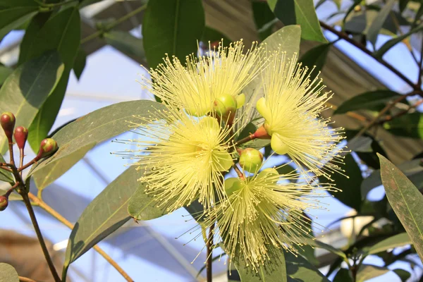 Água flores syzygium — Fotografia de Stock