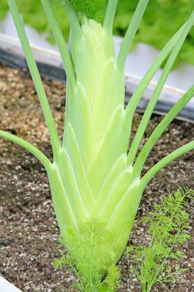 Asperges poussant dans le champ — Photo