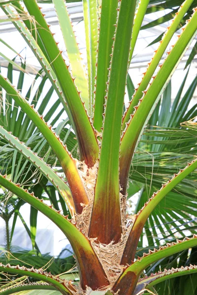 Livistona chinensis szár — Stock Fotó