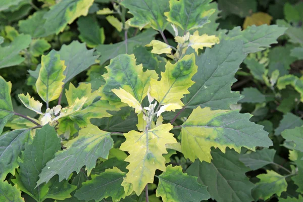 Chenopodium album leaves in spring — Stock Photo, Image
