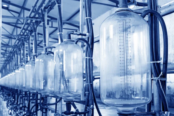 Sağım bir atölyede bardak süt depolama tankı