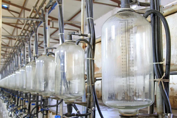 Réservoir de stockage de lait en verre dans un atelier de traite — Photo