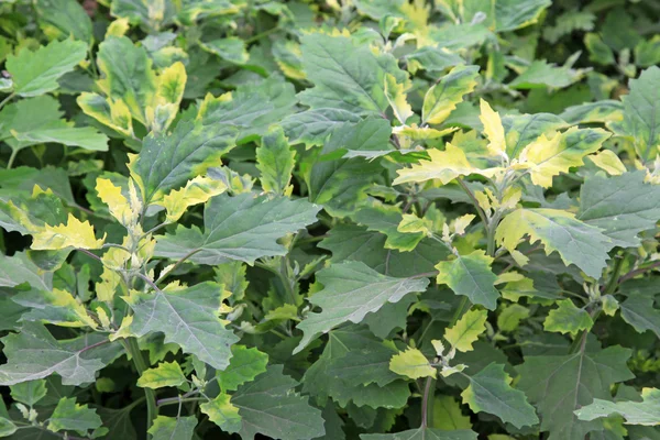 Chenopodium album blättert im Frühling — Stockfoto